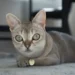 Singapura Cat