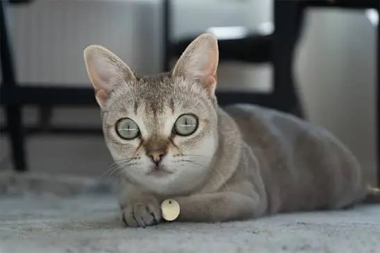 Singapura Cat
