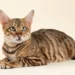 Toyger Cat