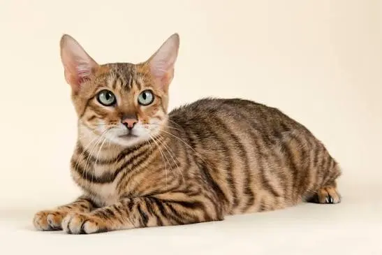 Toyger Cat