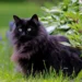 black cat