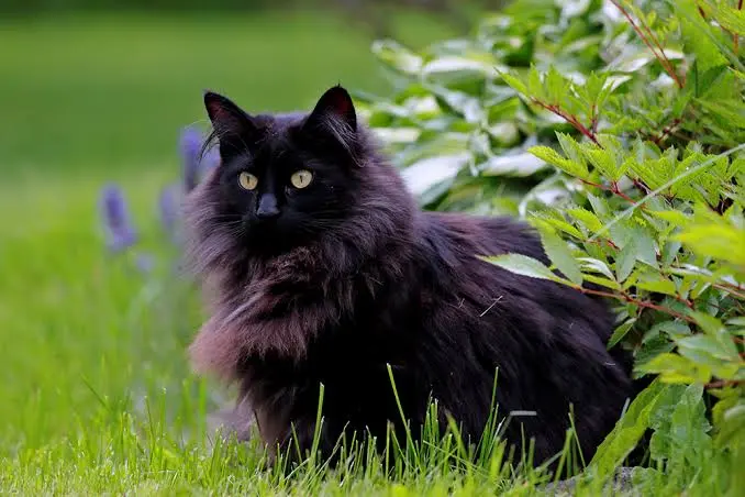 black cat