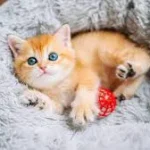 Cutest Cat Breeds: 25 Adorable Cats You’ll Instantly Fall in Love With