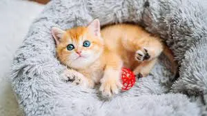 cutest cat breeds
