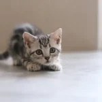 American Shorthair: Complete Guide to Personality, Care, Price & More