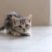 American Shorthair