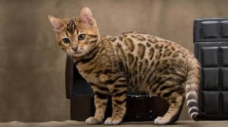 Cheetoh Cat
