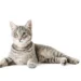 California Spangled Cat