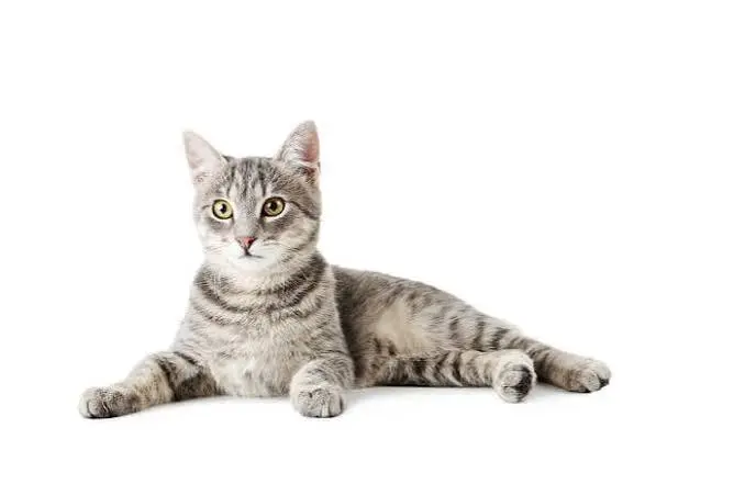 California Spangled Cat