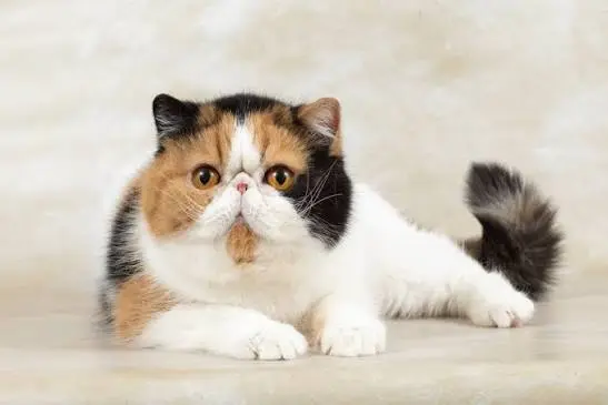 European Shorthair
