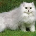 persian cat