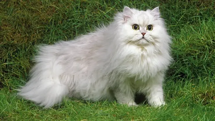 persian cat