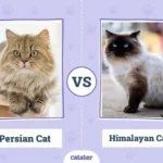 Siberian Cat vs Persian: Complete Breed Comparison
