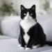 tuxedo cat
