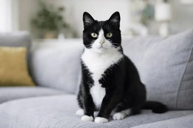 tuxedo cat