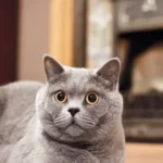 Russian Blue Cat: Complete Guide to Personality, Care, Price & More