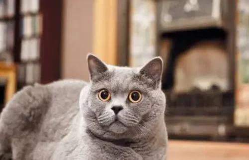 Russian Blue Cat