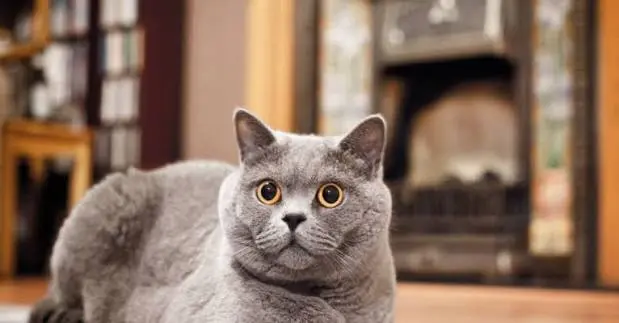 Russian Blue Cat