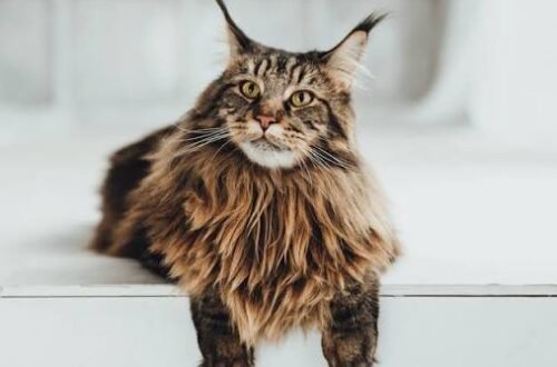 friendly cat breeds