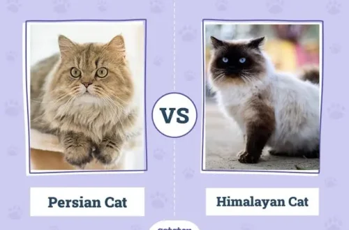 Siberian Cat vs Persian
