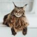 friendly cat breeds
