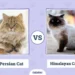 Siberian Cat vs Persian