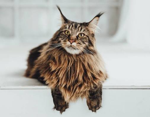friendly cat breeds
