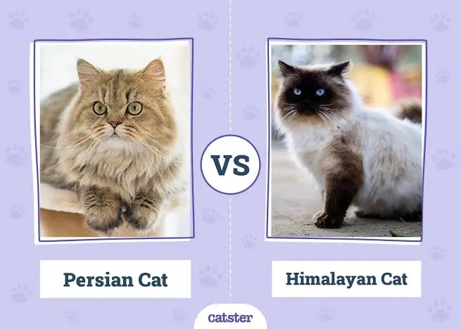 Siberian Cat vs Persian