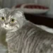 Foldex Cat