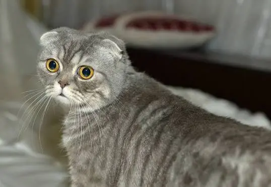 Foldex Cat