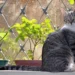 Brazilian Shorthair
