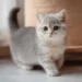 bambino cat