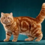 Exotic Shorthair: Complete Guide to Personality, Care, Price & More