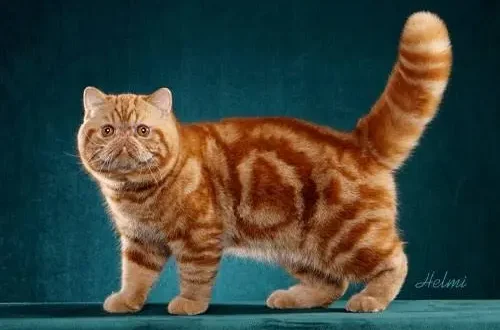 Exotic Shorthair