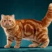 Exotic Shorthair