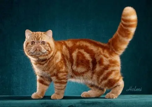 Exotic Shorthair