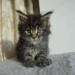 black tabby cat