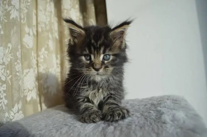 black tabby cat