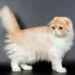 Kinkalow Cat