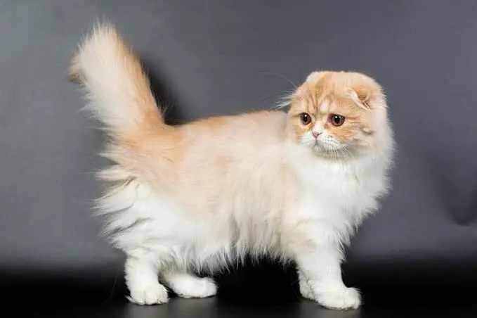 Kinkalow Cat