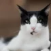 Arabian Mau