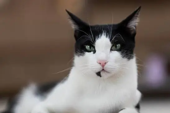 Arabian Mau