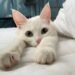 Elf Cat