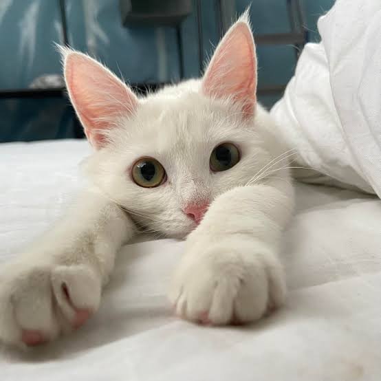Elf Cat