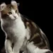 Dwelf Cat