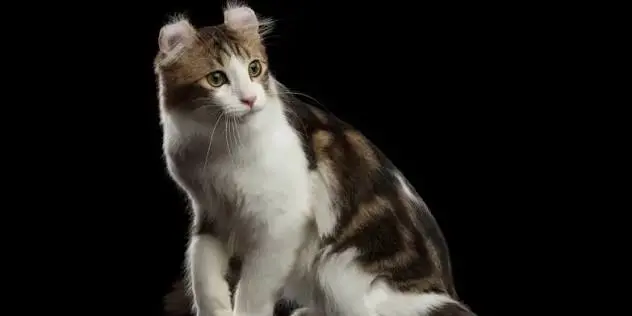 Dwelf Cat