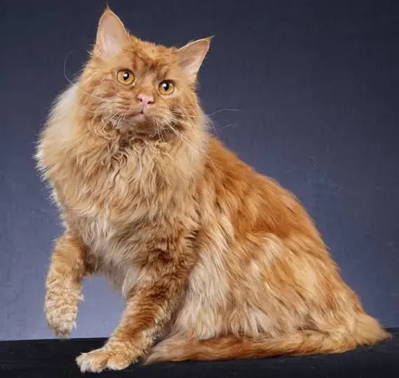 Tennessee Rex