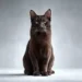 Suphalak Cat