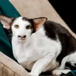 Oriental Shorthair: Complete Guide to Personality, Care, Price & More