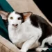 Oriental Shorthair